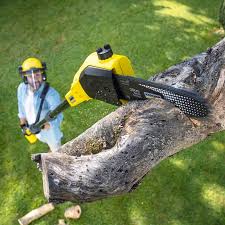 Reliable Greencastle, PA Tree Removal and Landscaping Services Solutions